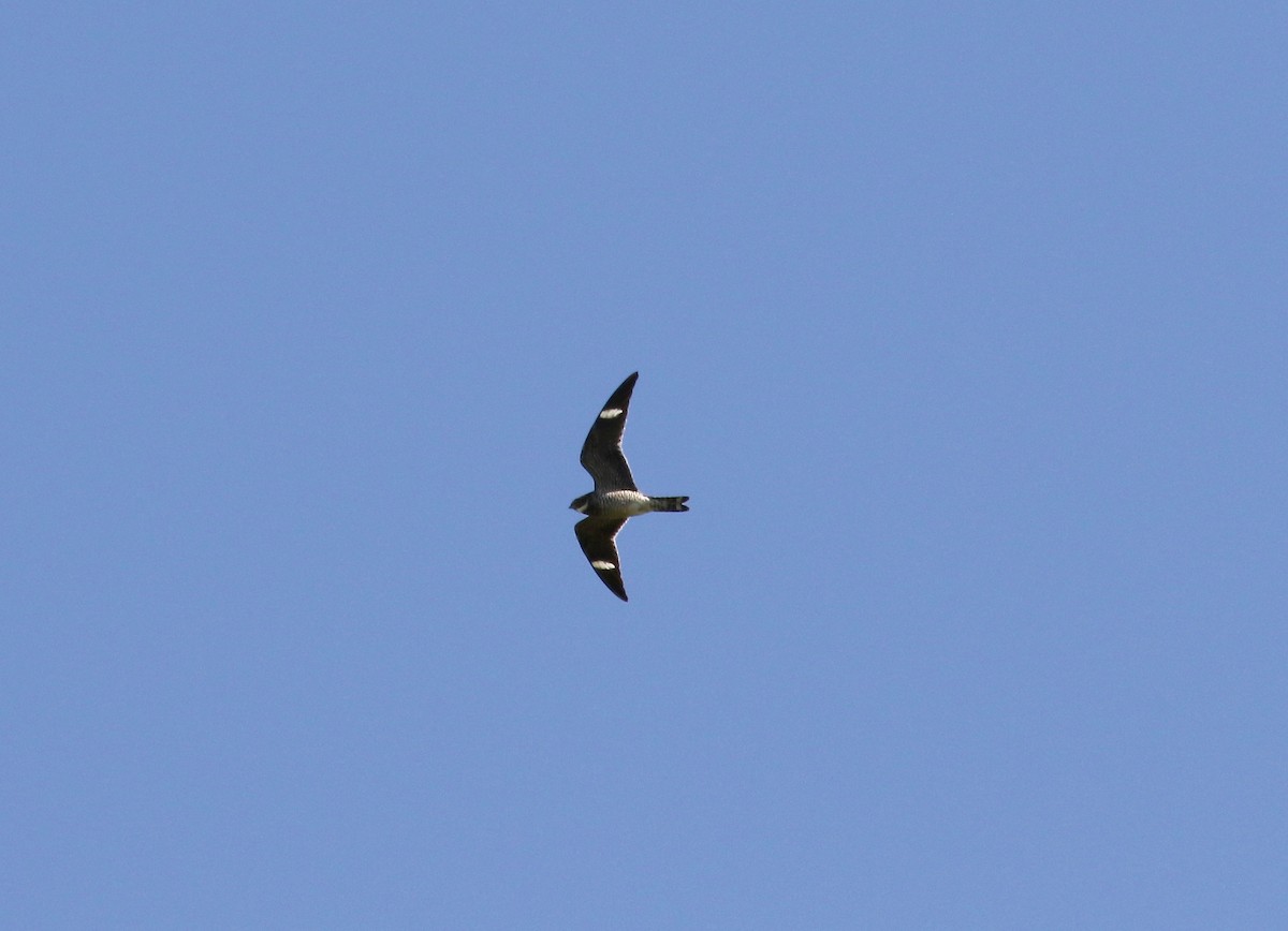 Common Nighthawk - Sandy Vorpahl