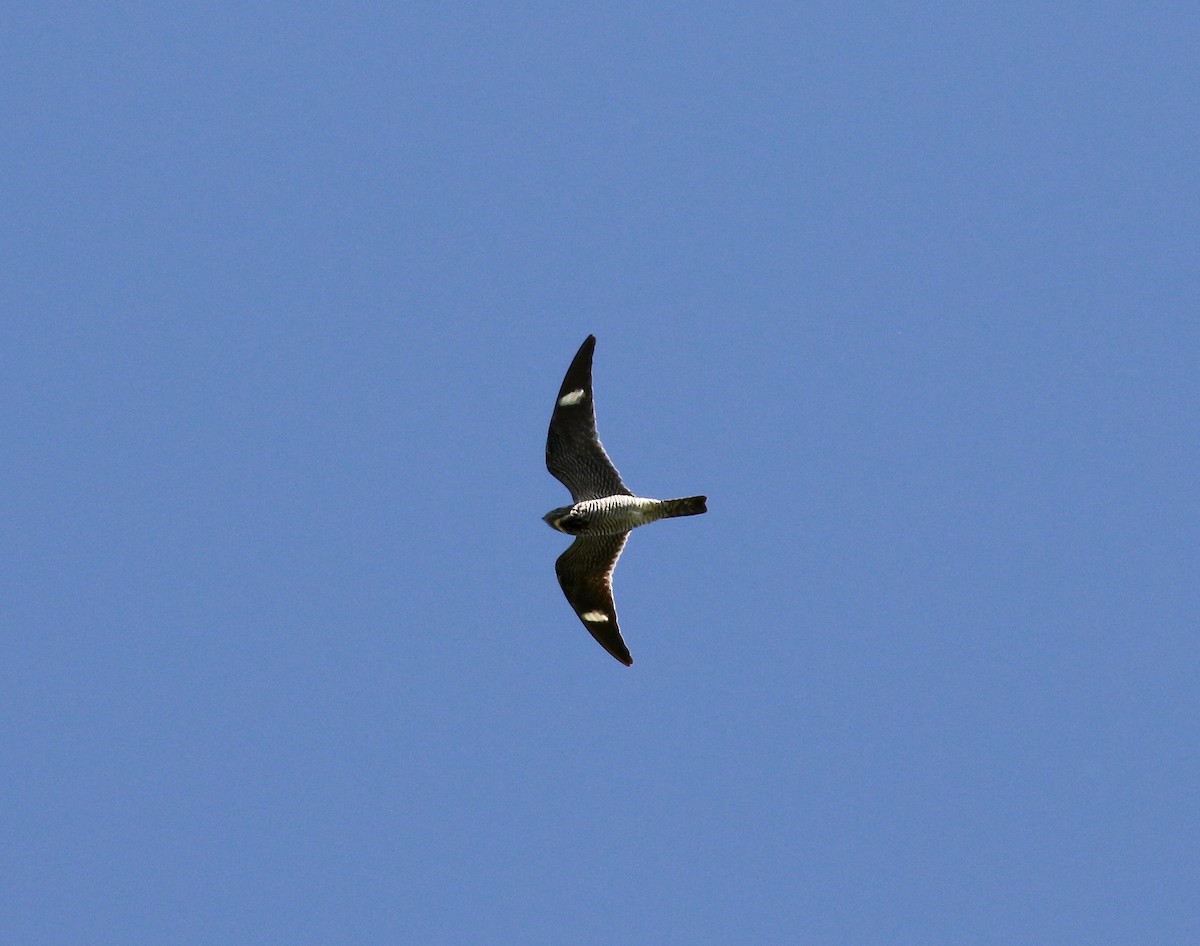 Common Nighthawk - Sandy Vorpahl