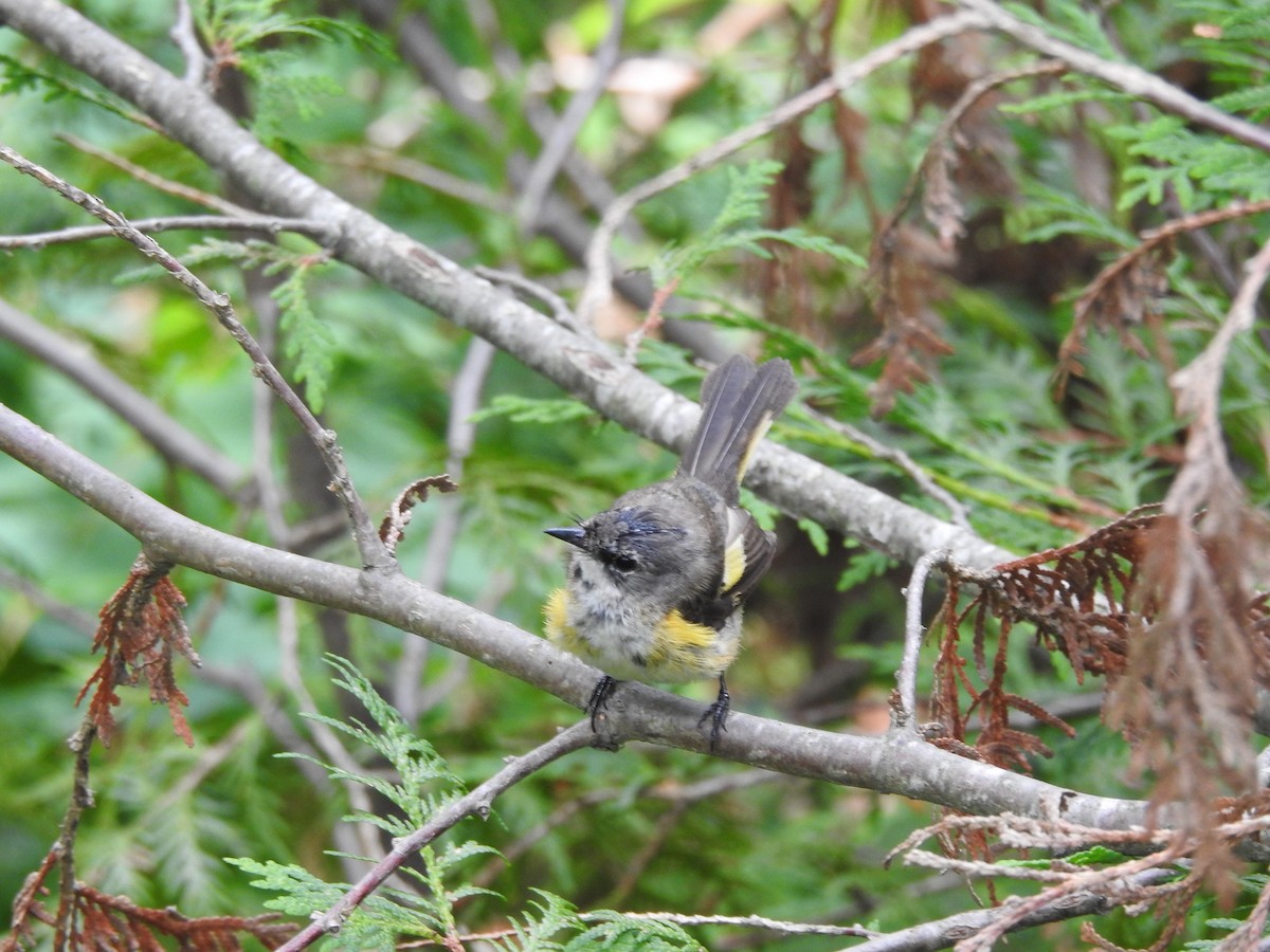 American Redstart - Isaiah Craft