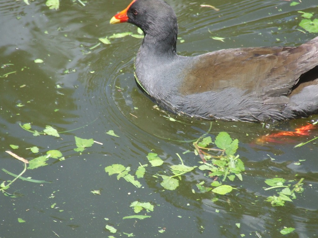 Dusky Moorhen - ML592359771