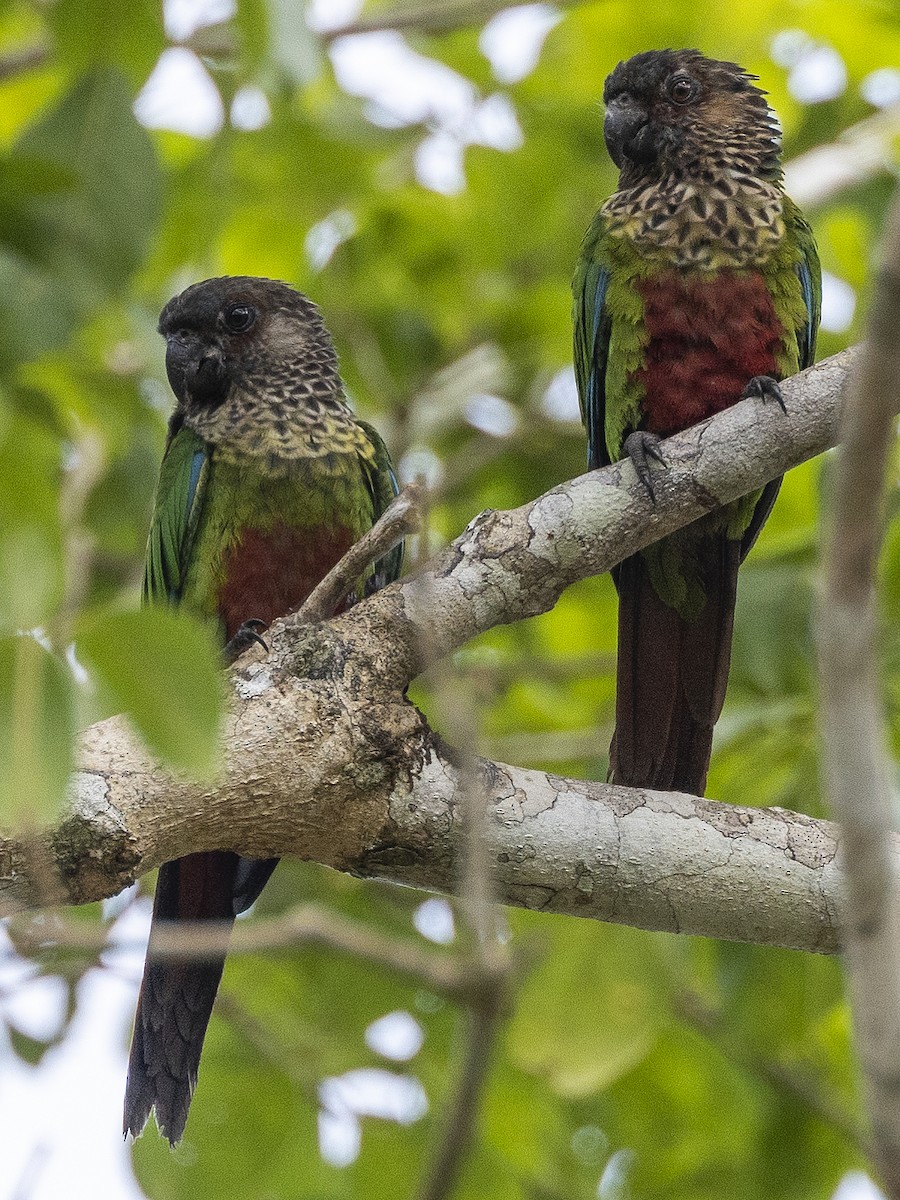 pyrura paráský (ssp. snethlageae) - ML592359891