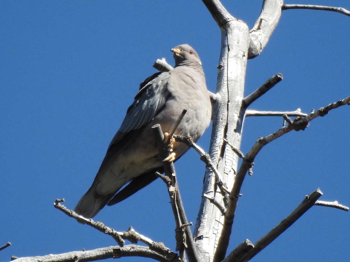 Band-tailed Pigeon - ML592360251
