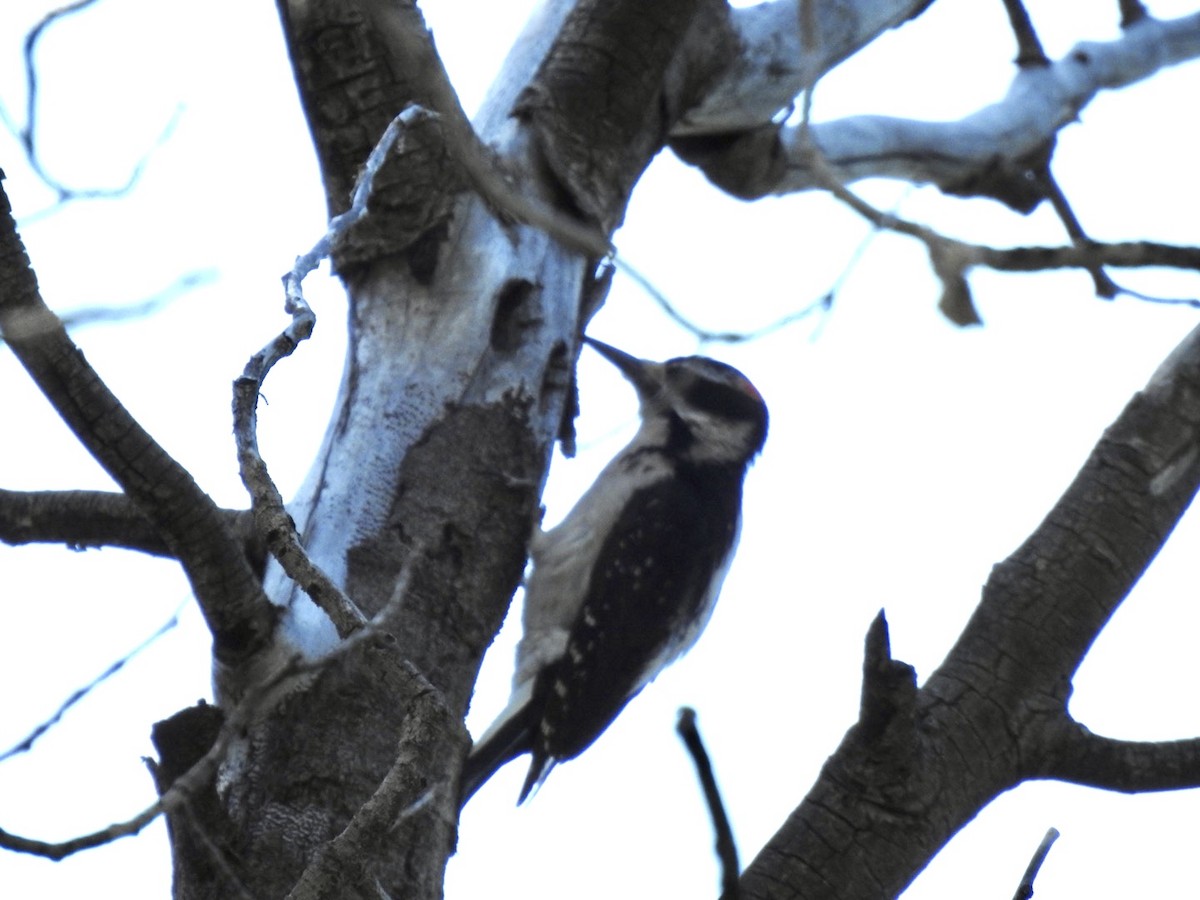 Hairy Woodpecker - Brian Ison