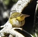 Nashville Warbler (ridgwayi) - ML592360591