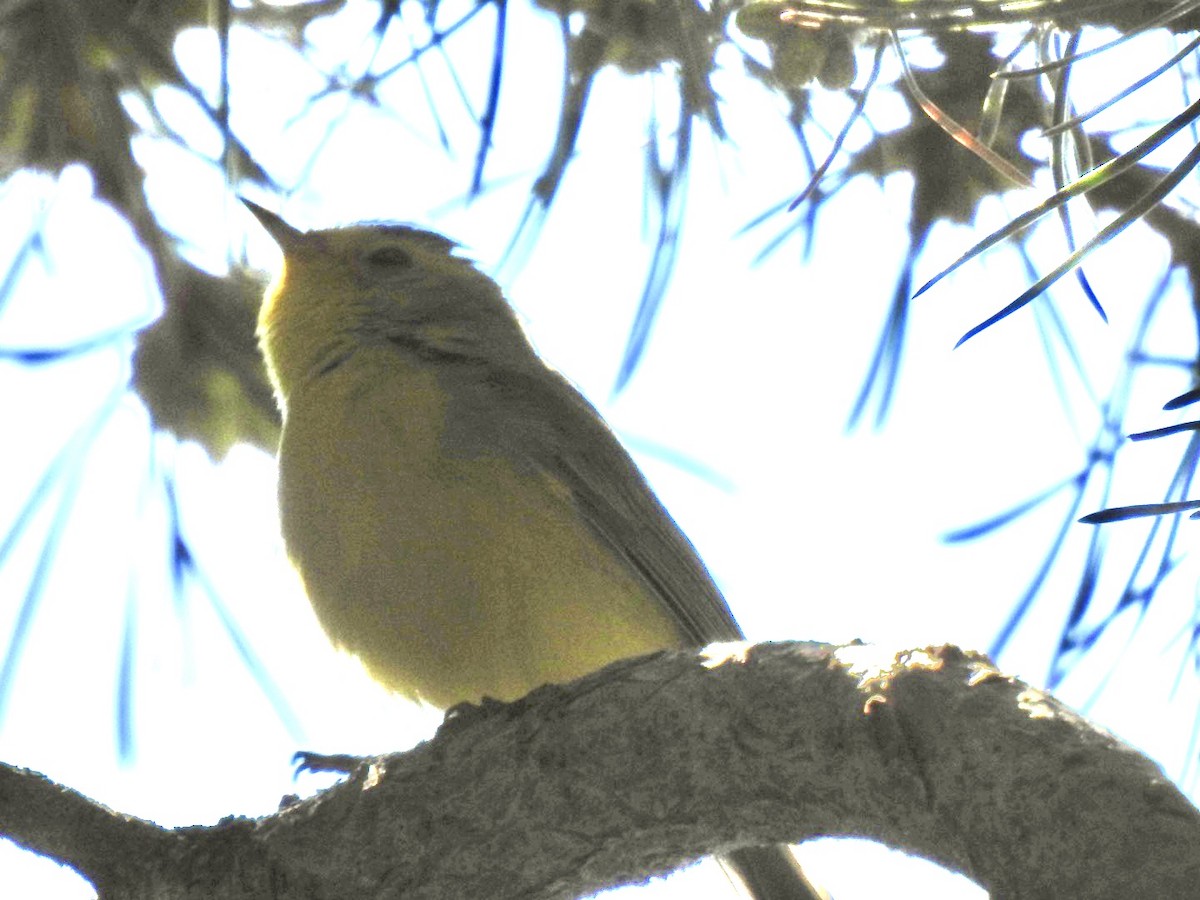 Wilson's Warbler - ML592360671