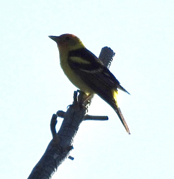 Western Tanager - ML592360821