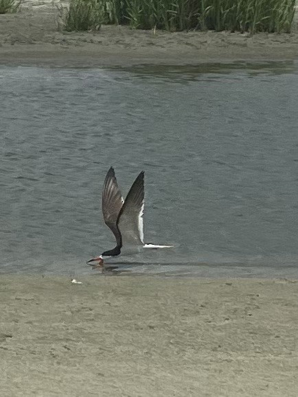 Black Skimmer - ML592361391