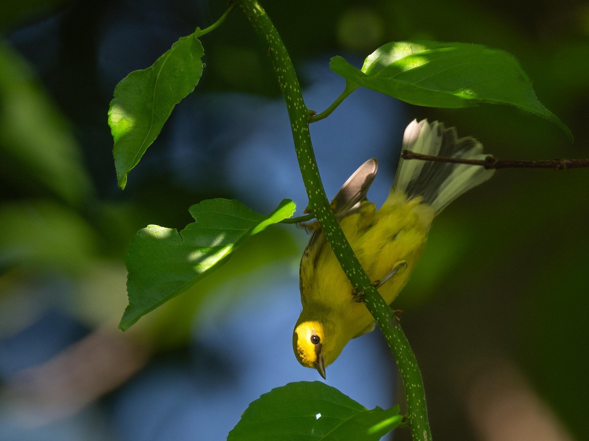 Blue-winged Warbler - ML592361541