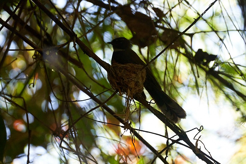 White-throated Fantail - ML592362601