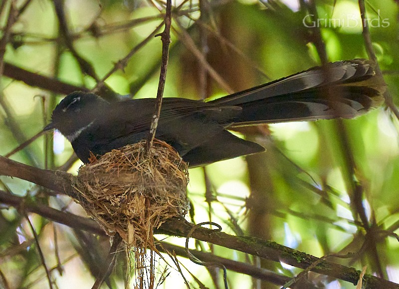 White-throated Fantail - ML592362611