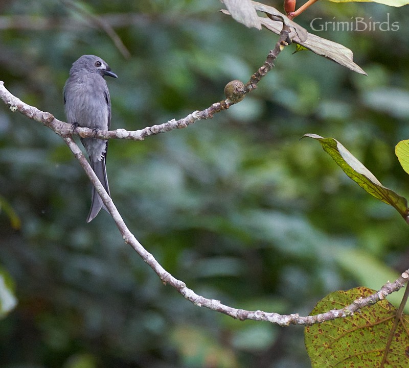 Ashy Drongo (Bornean) - ML592362771