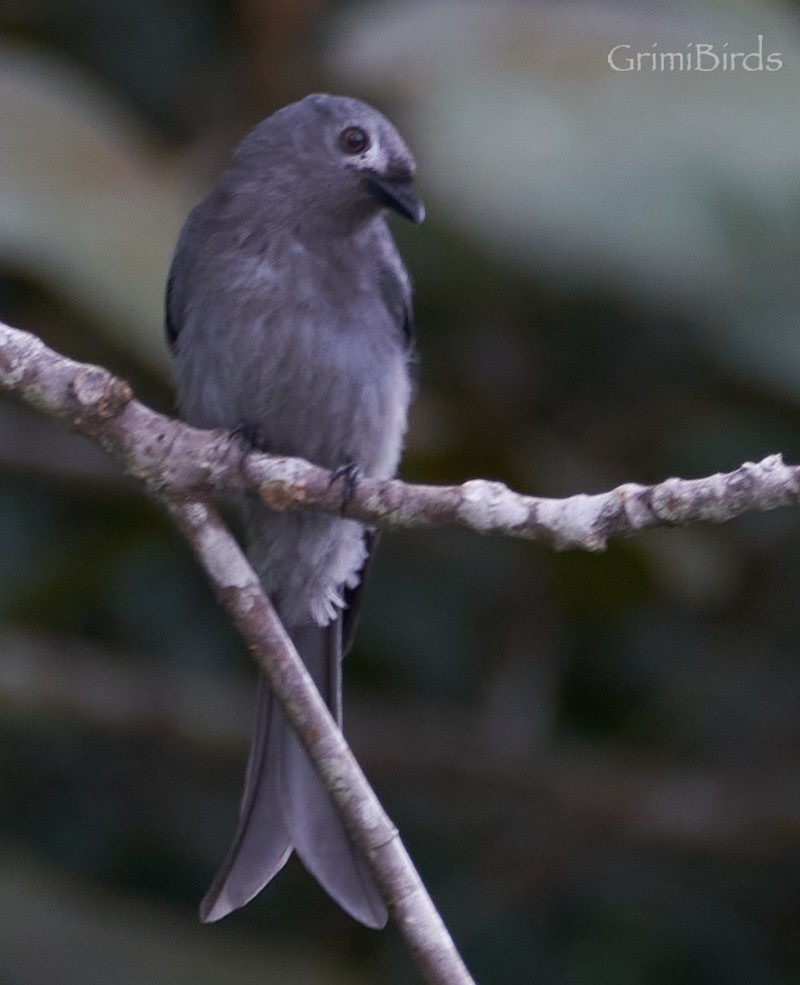 Ashy Drongo (Bornean) - ML592362791