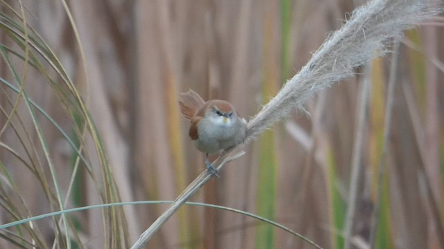 Yellow-chinned Spinetail - ML592363011