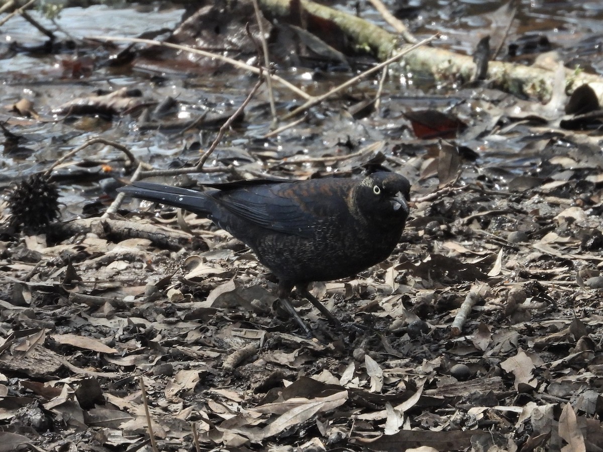 Rusty Blackbird - ML592363031