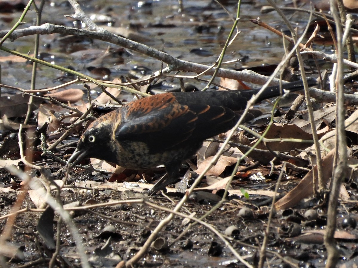 Rusty Blackbird - ML592363081
