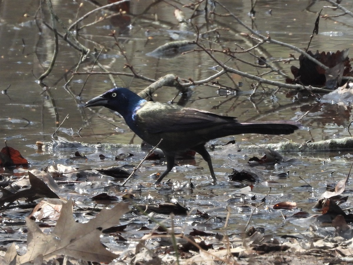 Common Grackle - ML592363201