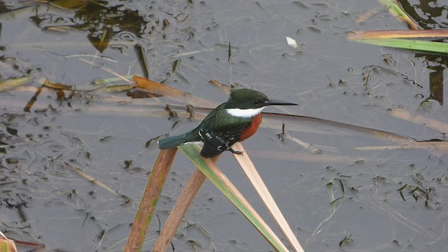 Green Kingfisher - ML592363341
