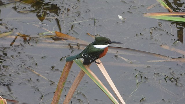 Martín Pescador Verde - ML592363341