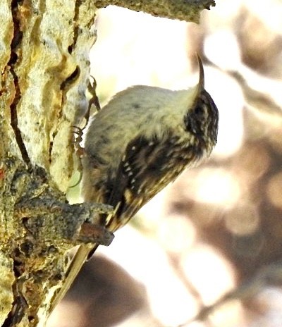 Brown Creeper - ML592363621