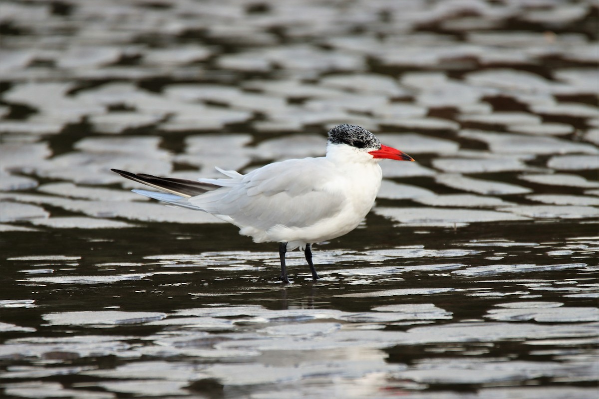 Caspian Tern - PHILIP JACKSON