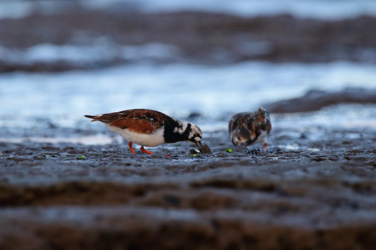 Ruddy Turnstone - Nahuel Melisa Aguirre Gago