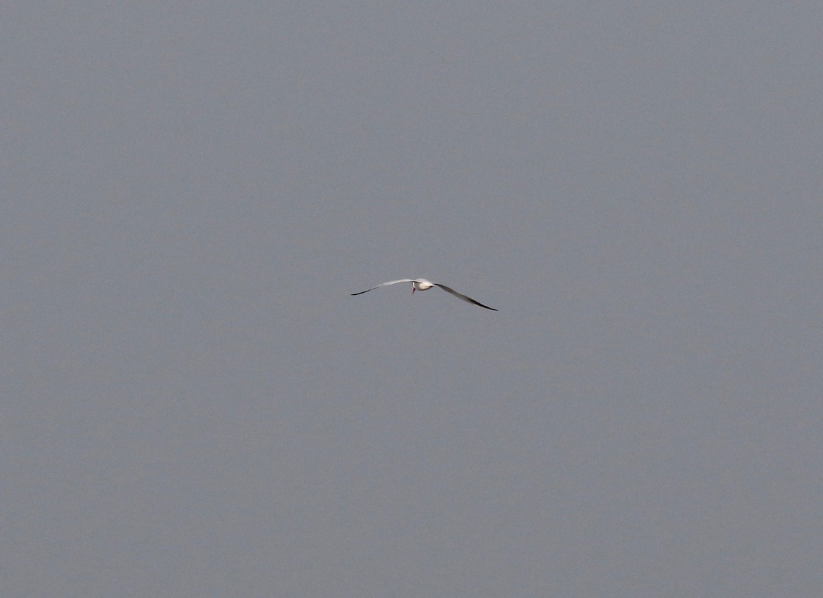 Caspian Tern - ML592366271