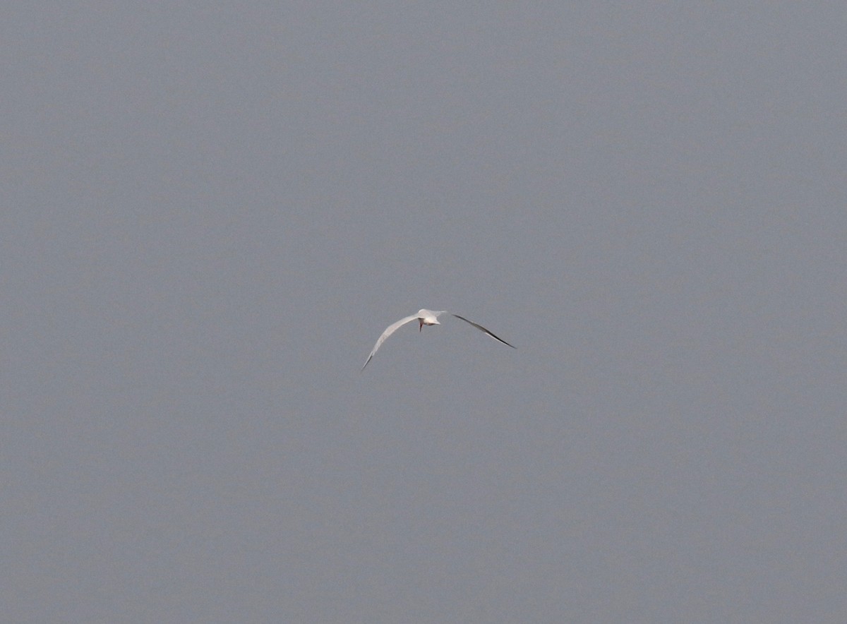 Caspian Tern - ML592366281