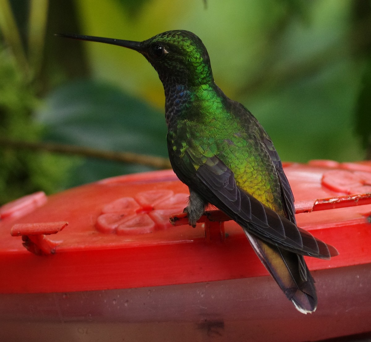 kolibřík zelenohřbetý - ML592366661