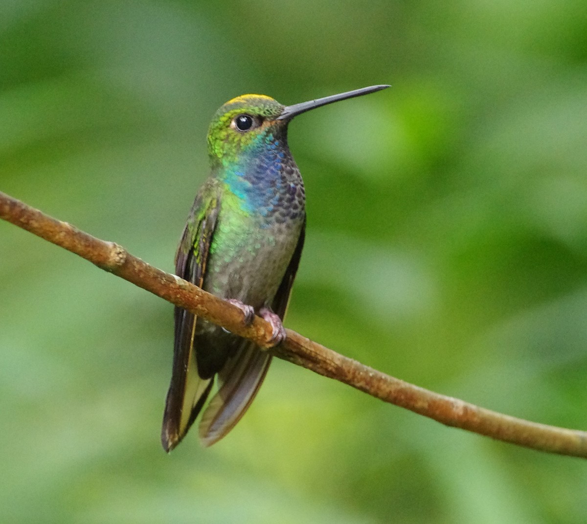 kolibřík zelenohřbetý - ML592366671