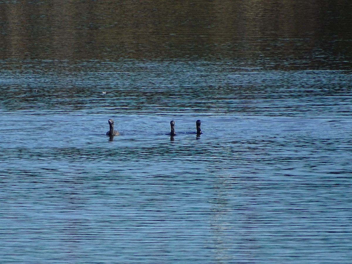 Little Black Cormorant - ML59236741