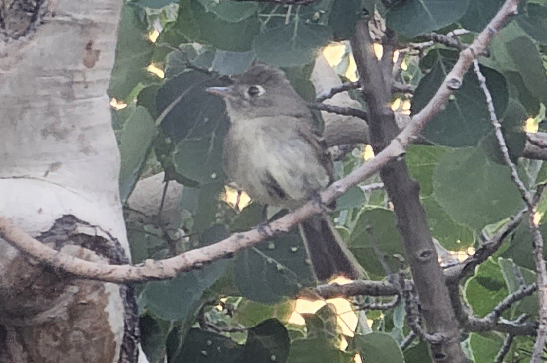 Western Flycatcher (Cordilleran) - ML592368451