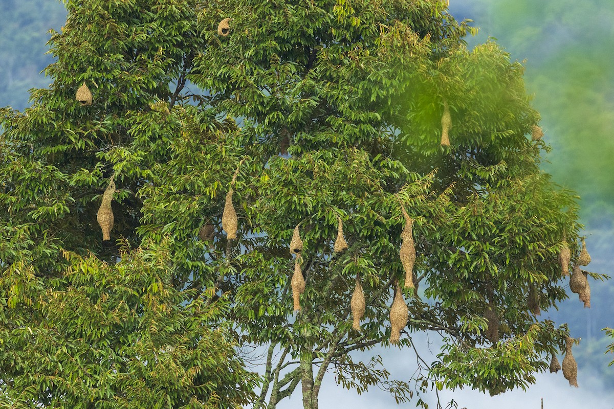 Baya Weaver - Dana Cameron