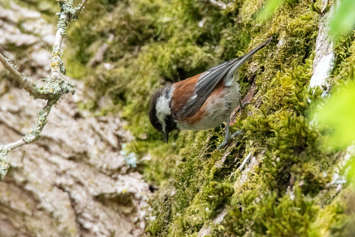 Chestnut-backed Chickadee - ML592369671