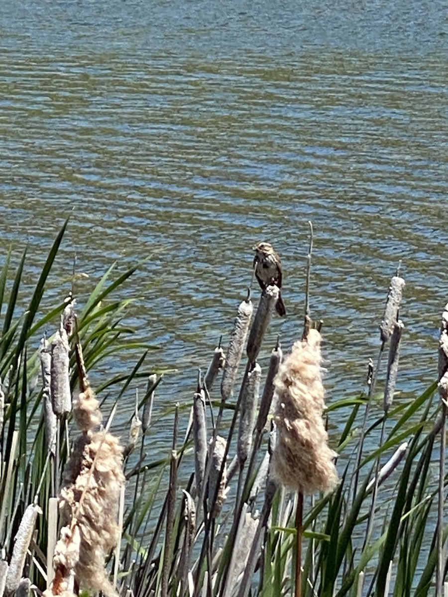 Song Sparrow - ML592370351