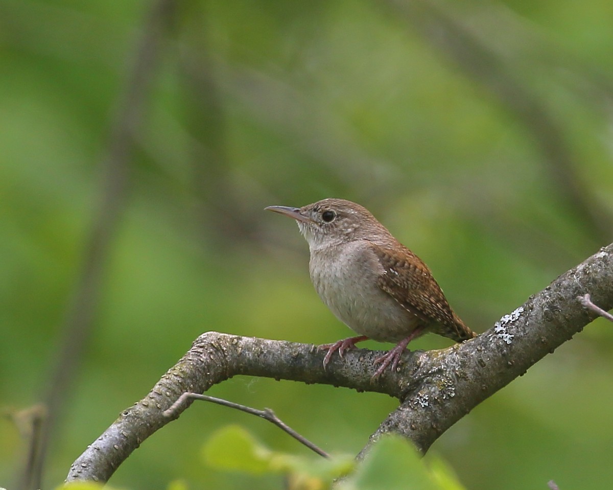 House Wren - Bruce Robinson