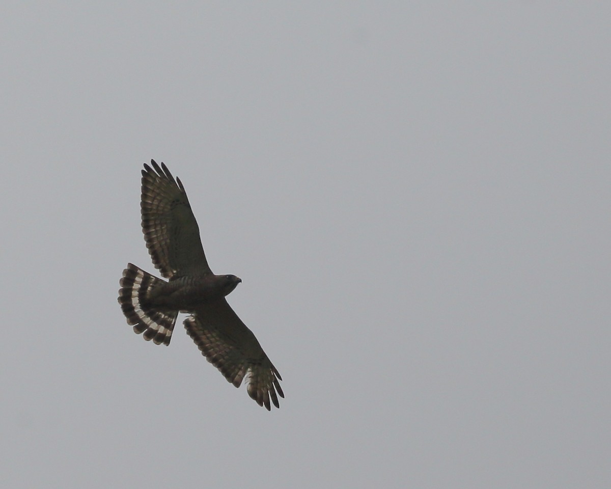 Broad-winged Hawk - ML592370781