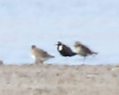 American Golden-Plover - ML59237101