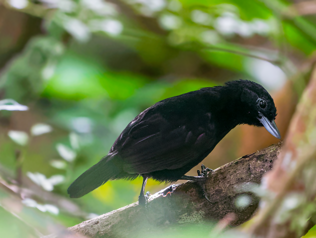 Black Bushbird - ML592372201