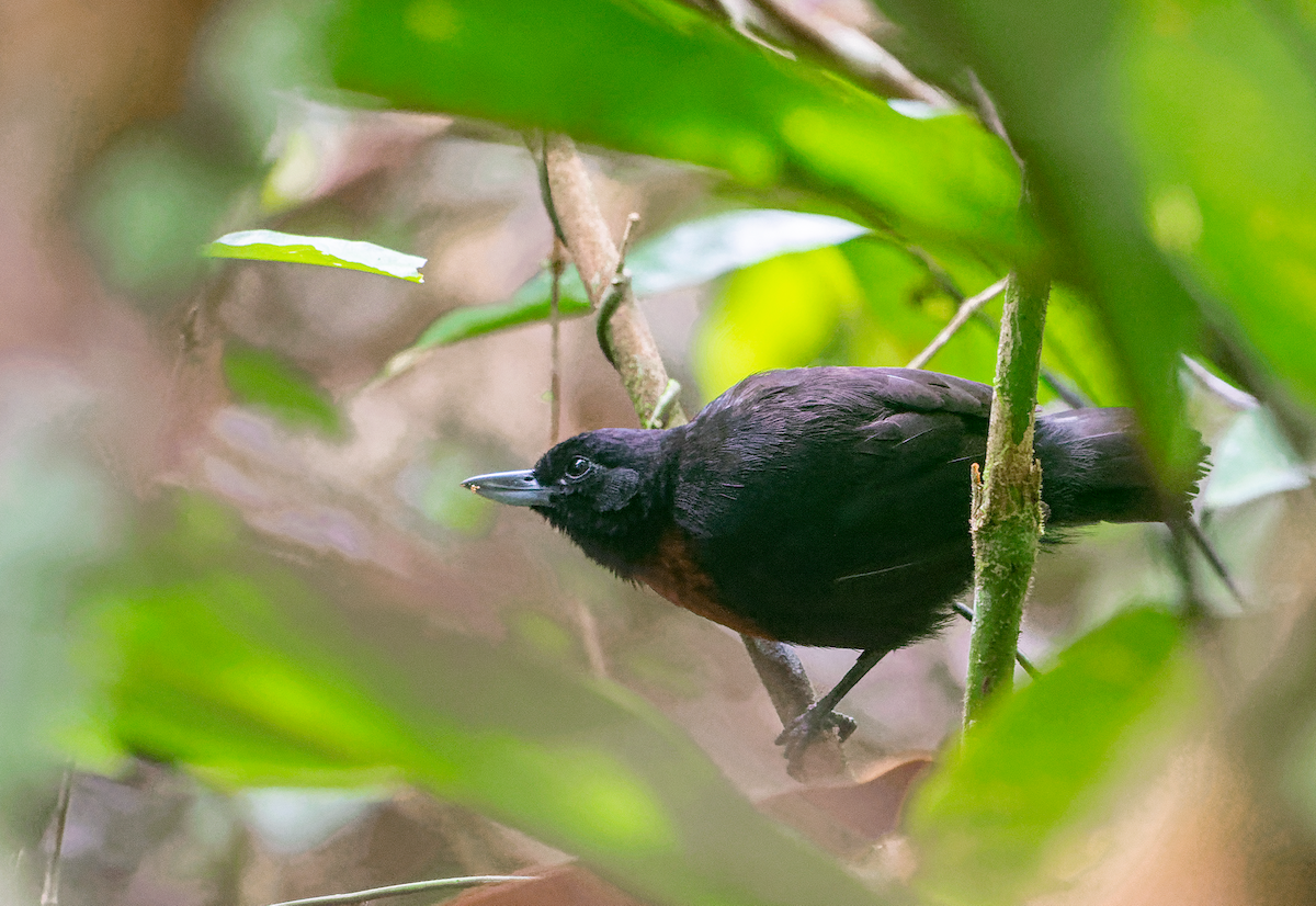 Black Bushbird - ML592372211