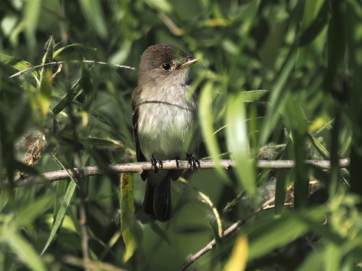 Willow Flycatcher (Southwestern) - ML592373071