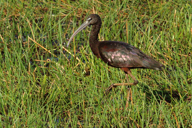 ibis hnědý - ML592374001
