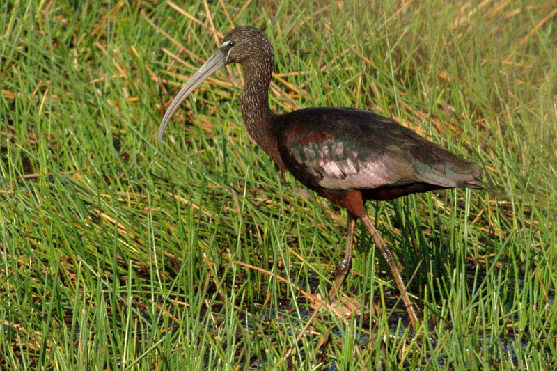 ibis hnědý - ML592374021