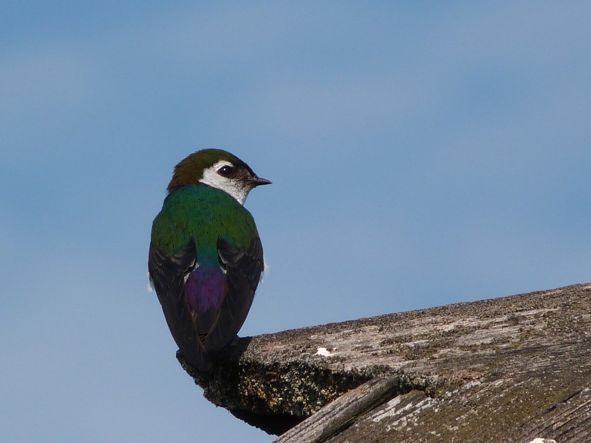 Violet-green Swallow - ML592374171
