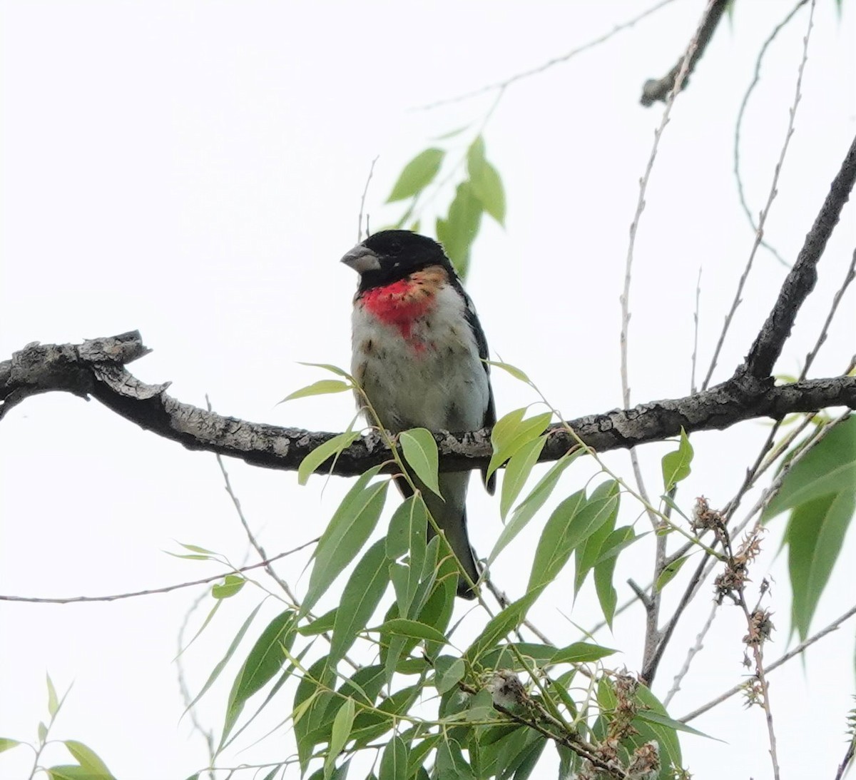 Hybride Cardinal à poitrine rose x C. à tête noire - ML592374301