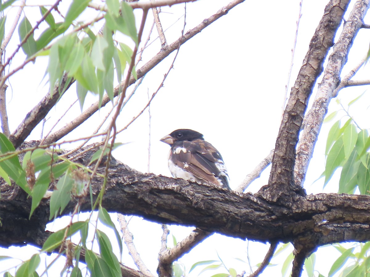 Rose-breasted x Black-headed Grosbeak (hybrid) - ML592374311