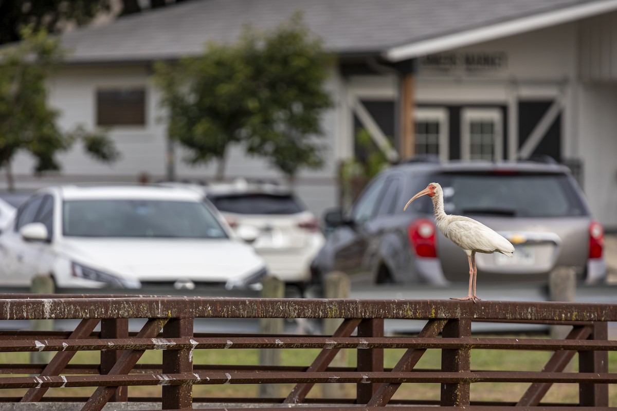 White Ibis - ML592374561