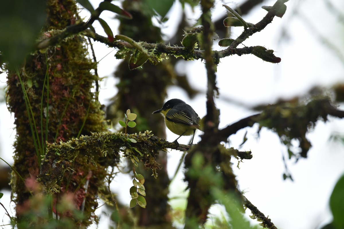 Common Tody-Flycatcher - ML592375161