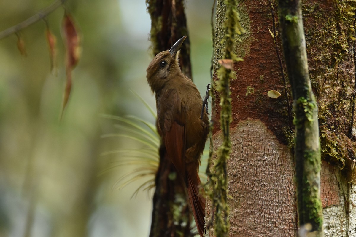 Plain-brown Woodcreeper - Daysy Vera Castro