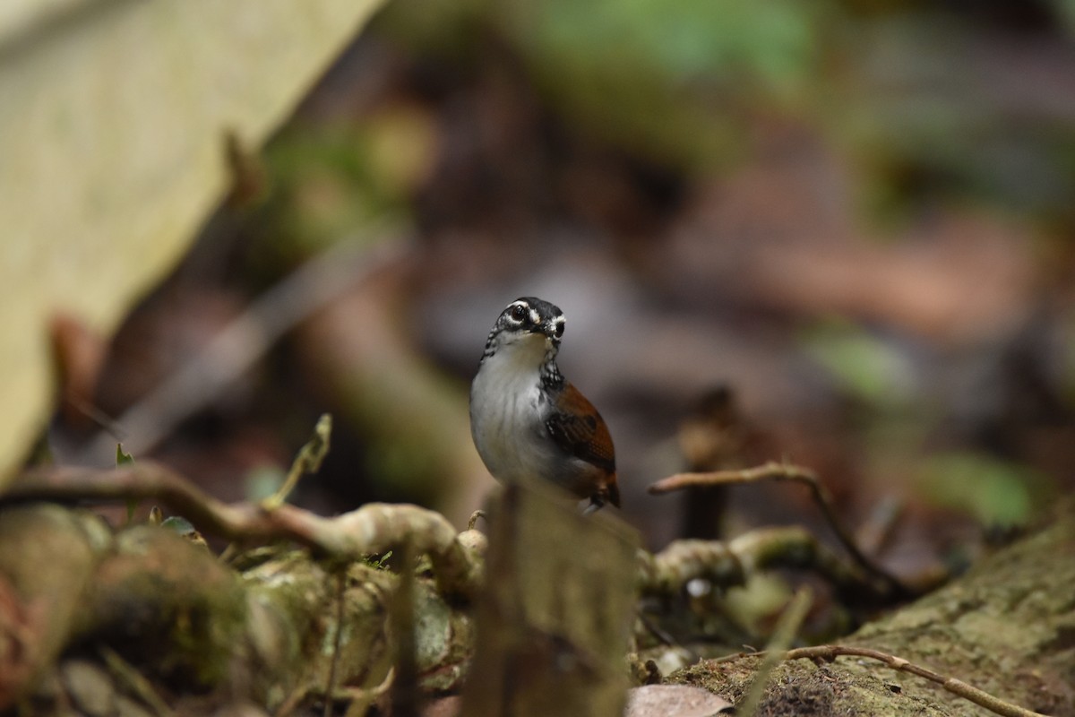 White-breasted Wood-Wren - ML592375681