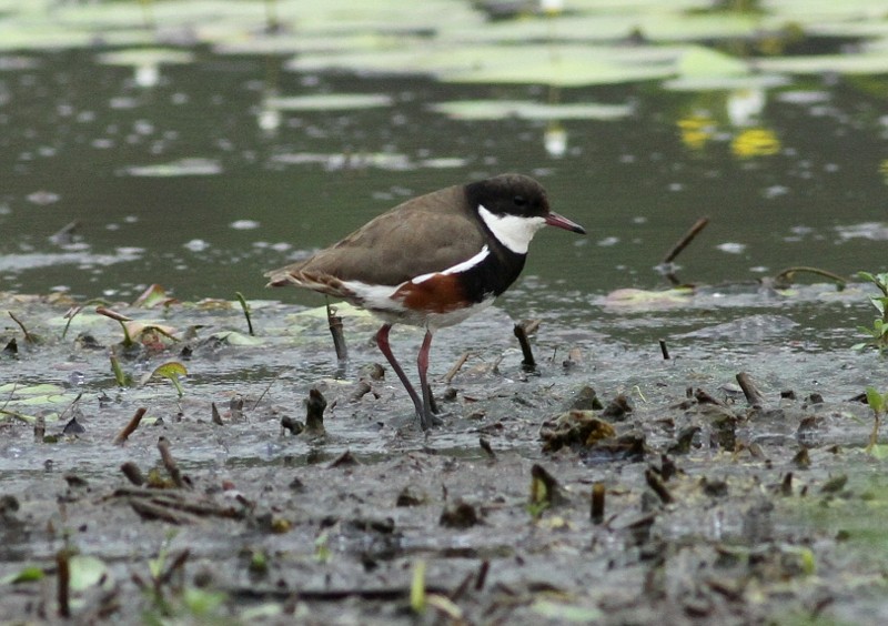Red-kneed Dotterel - ML592376101